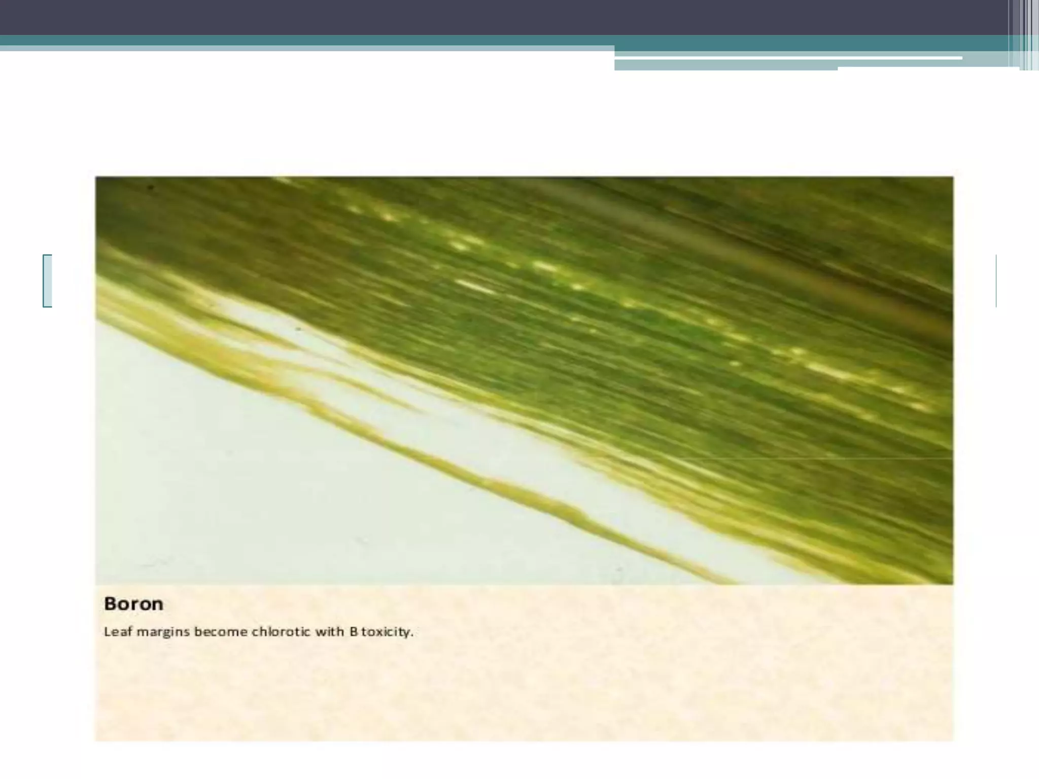 Sugarcane crop disorders A Lecture by Mr Allah Dad Khan