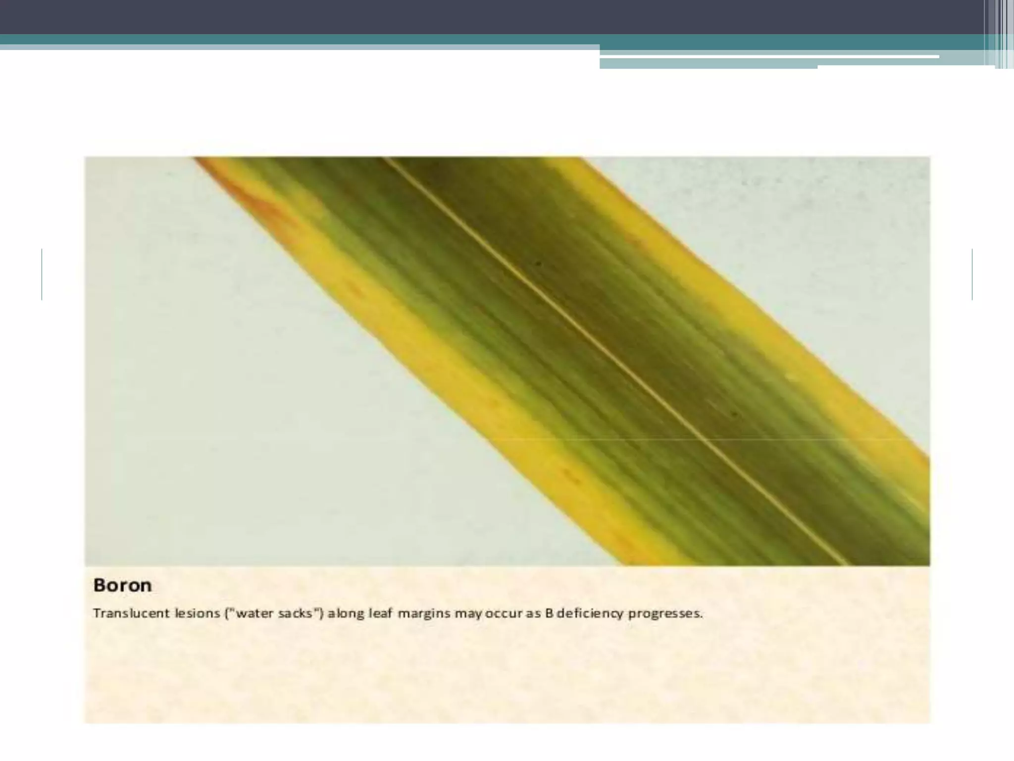 Sugarcane crop disorders A Lecture by Mr Allah Dad Khan