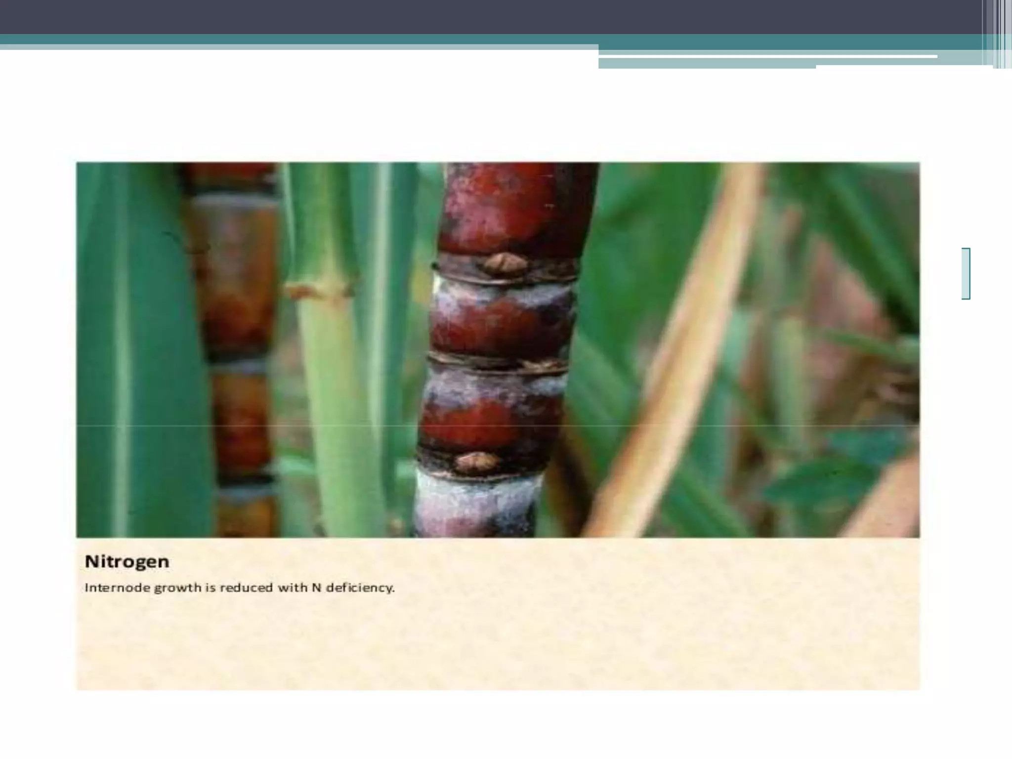 Sugarcane crop disorders A Lecture by Mr Allah Dad Khan