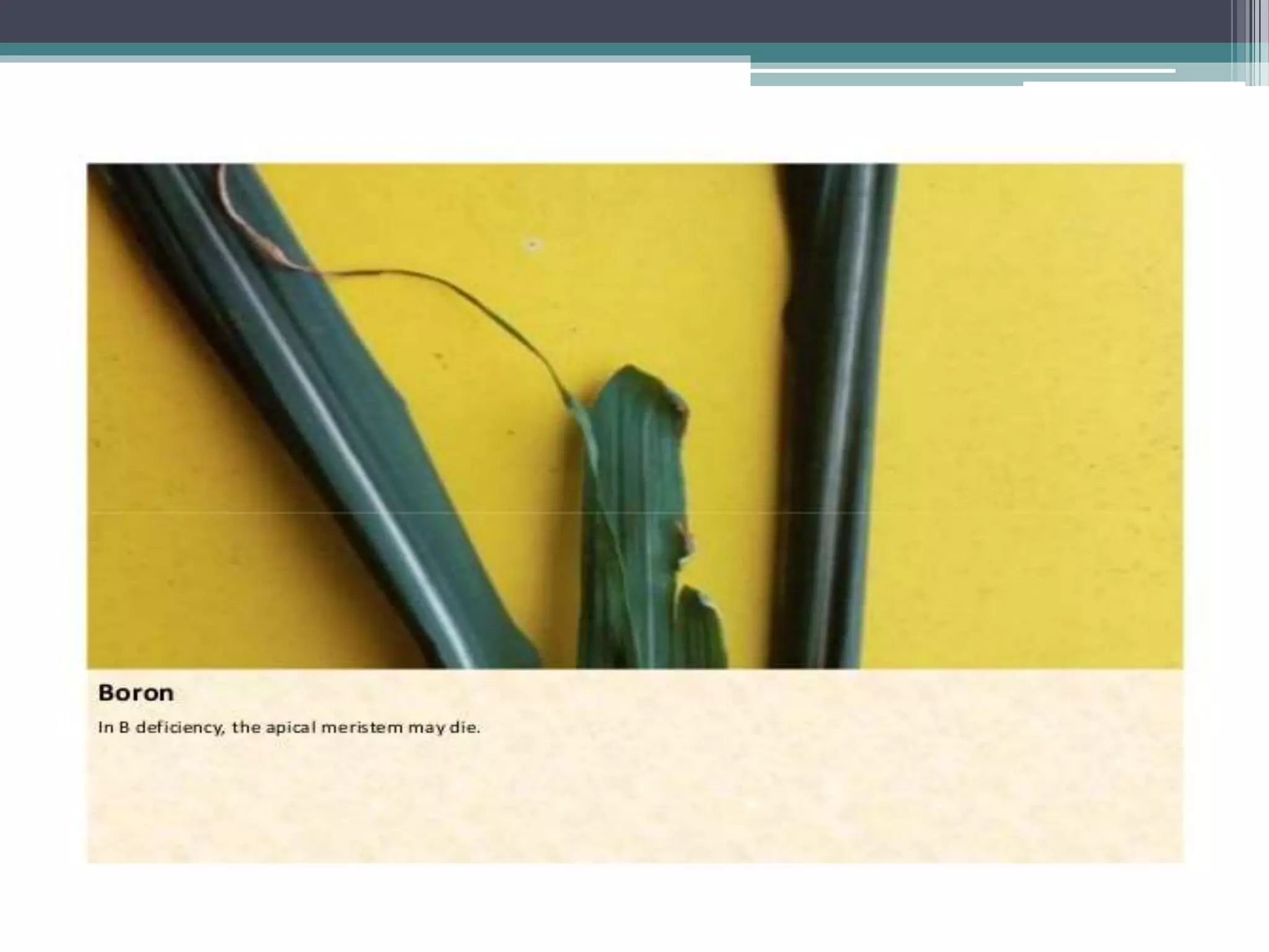 Sugarcane crop disorders A Lecture by Mr Allah Dad Khan