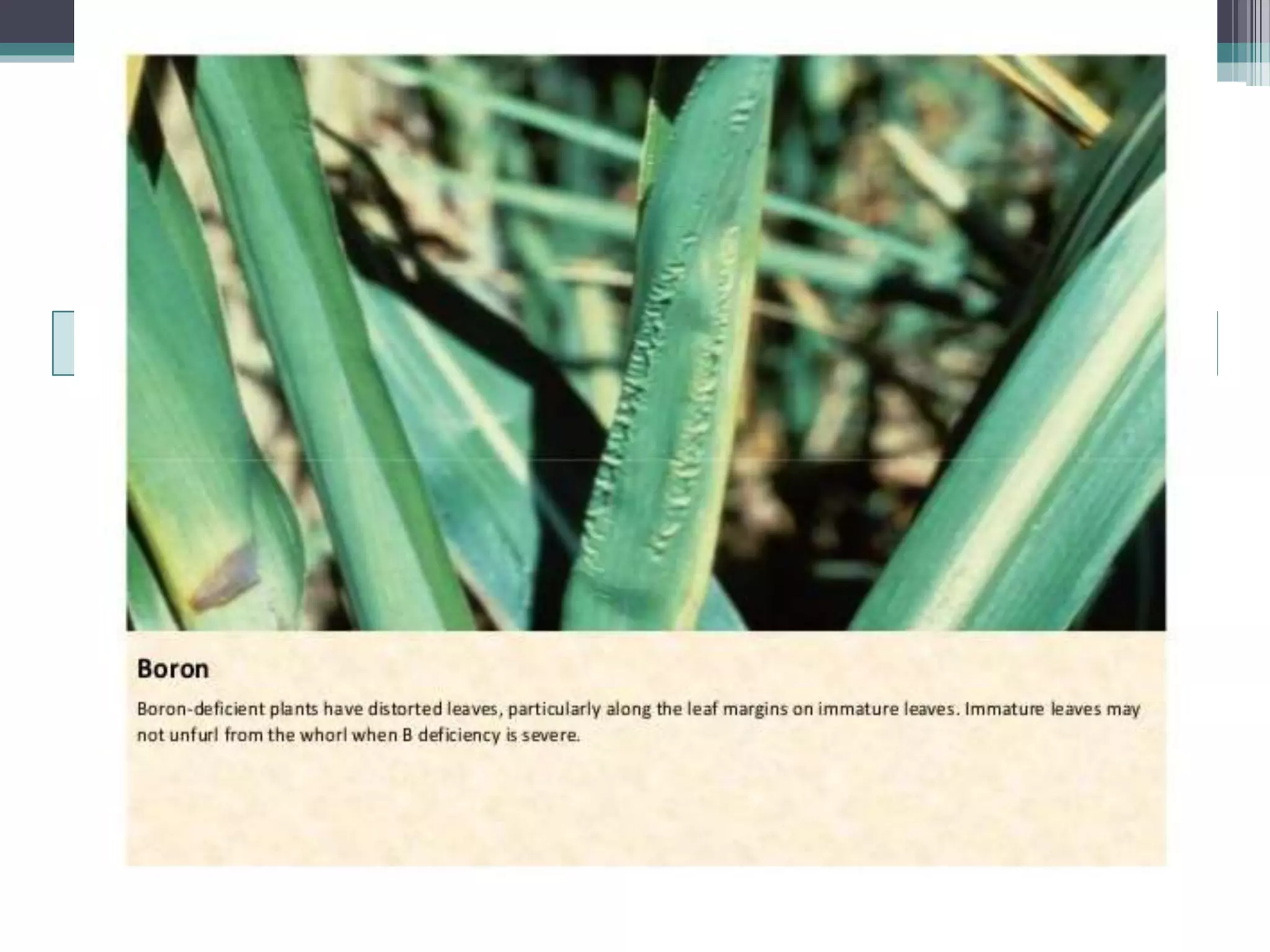 Sugarcane crop disorders A Lecture by Mr Allah Dad Khan