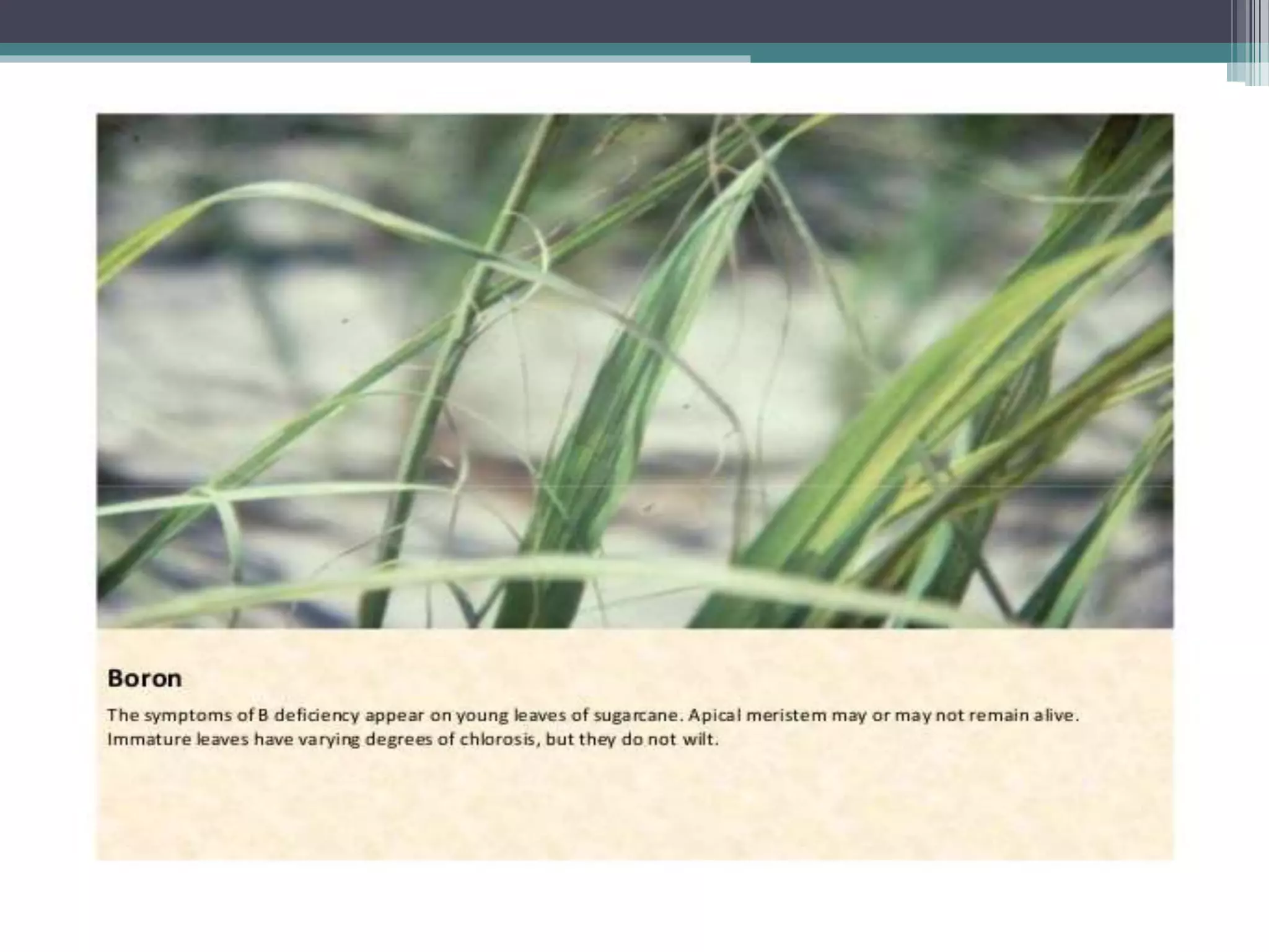 Sugarcane crop disorders A Lecture by Mr Allah Dad Khan