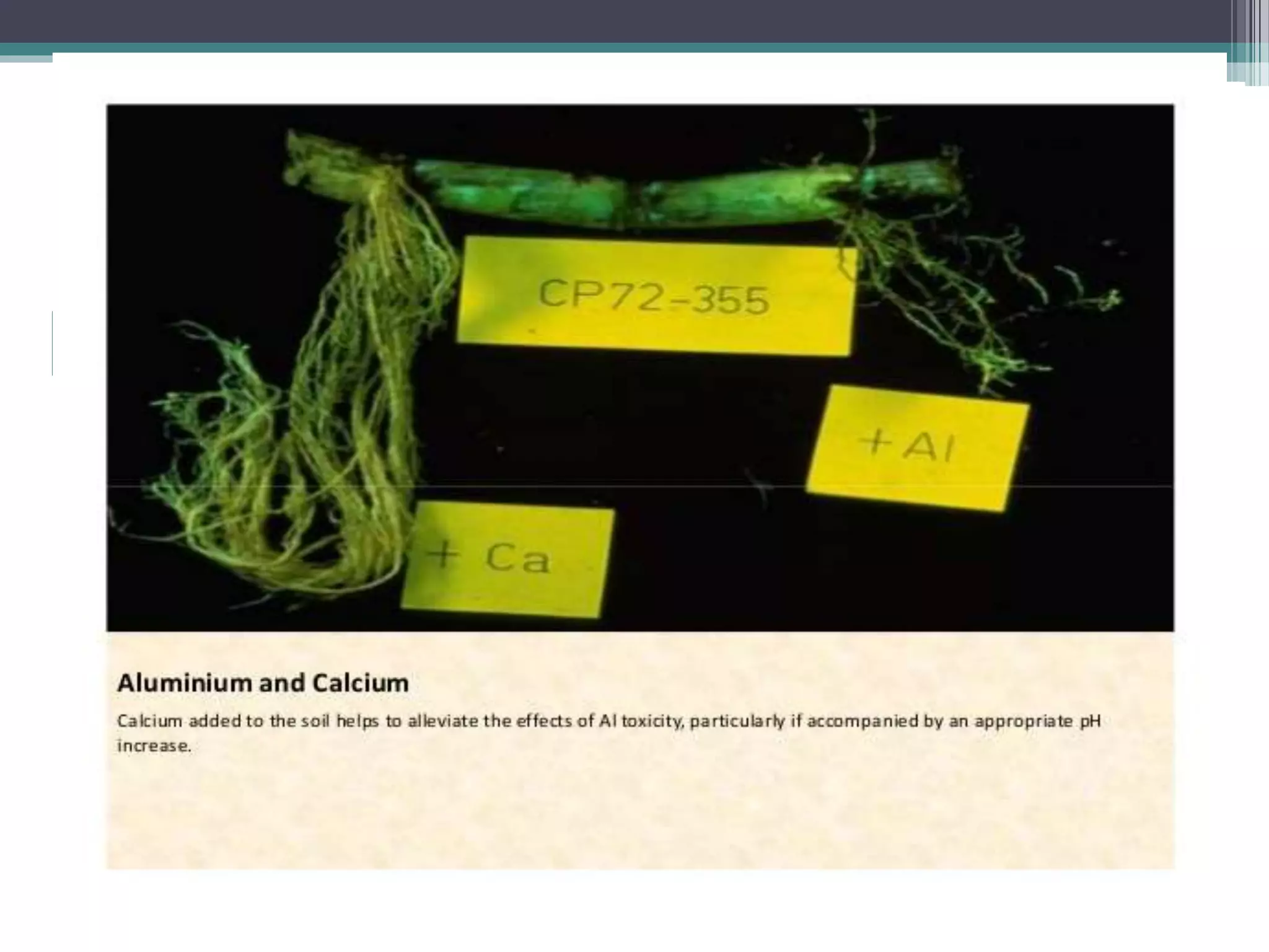 Sugarcane crop disorders A Lecture by Mr Allah Dad Khan