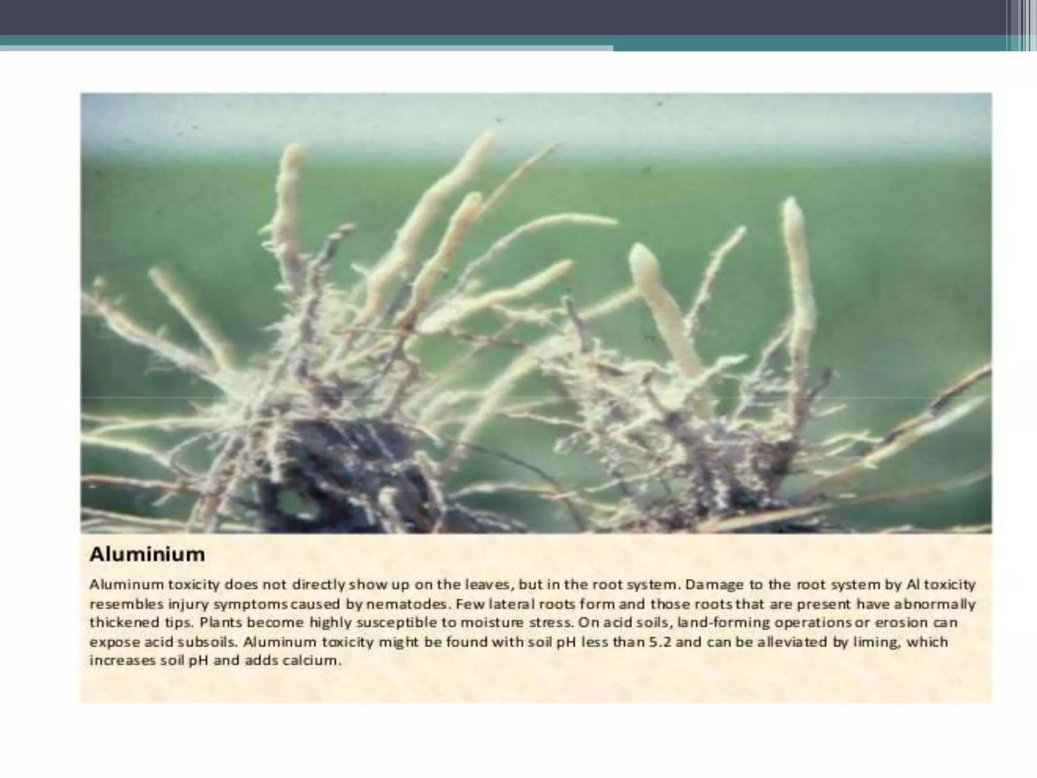 Sugarcane crop disorders A Lecture by Mr Allah Dad Khan