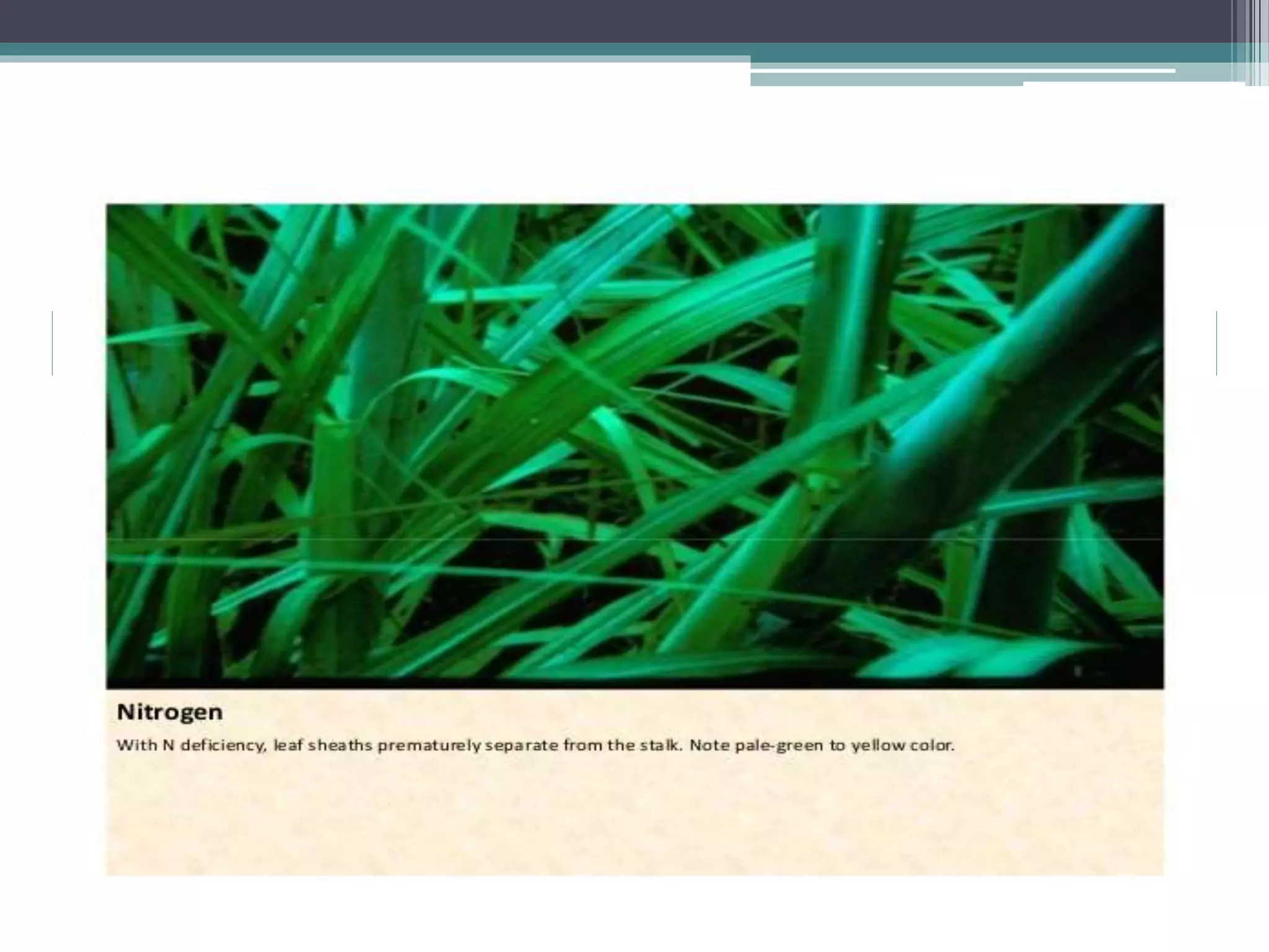 Sugarcane crop disorders A Lecture by Mr Allah Dad Khan