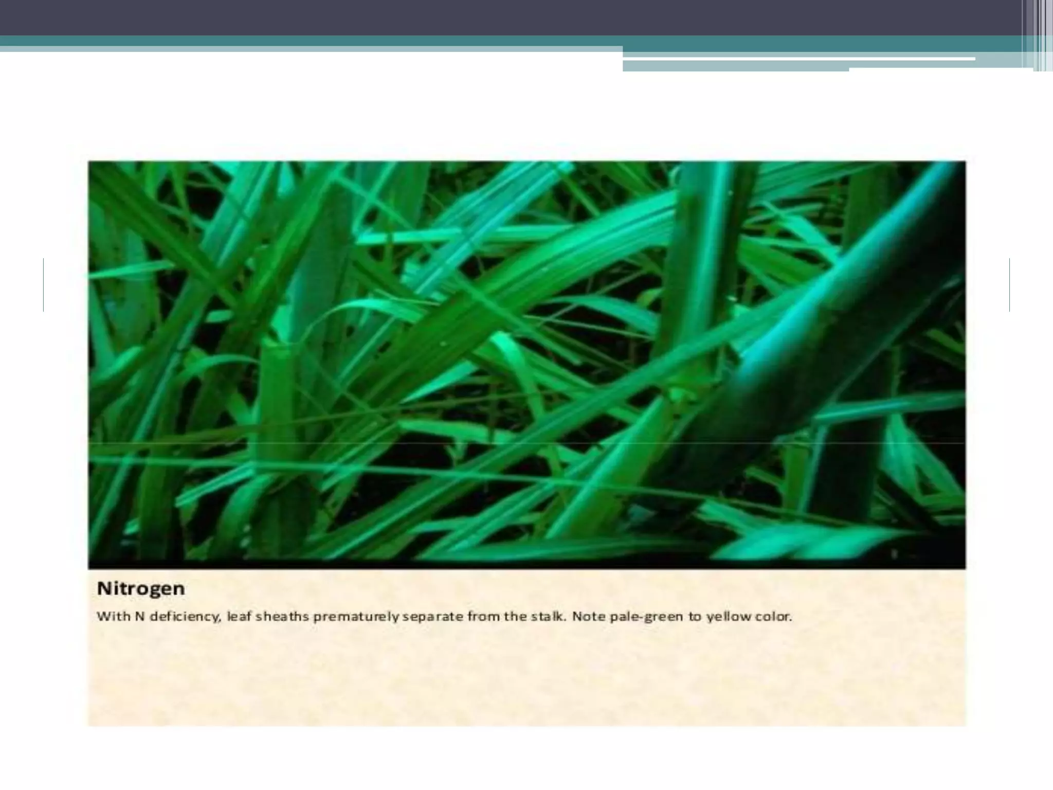 Sugarcane crop disorders A Lecture by Mr Allah Dad Khan