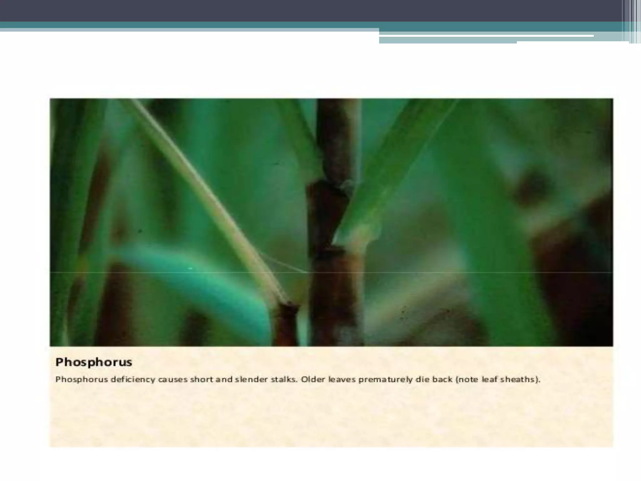 Sugarcane crop disorders A Lecture by Mr Allah Dad Khan