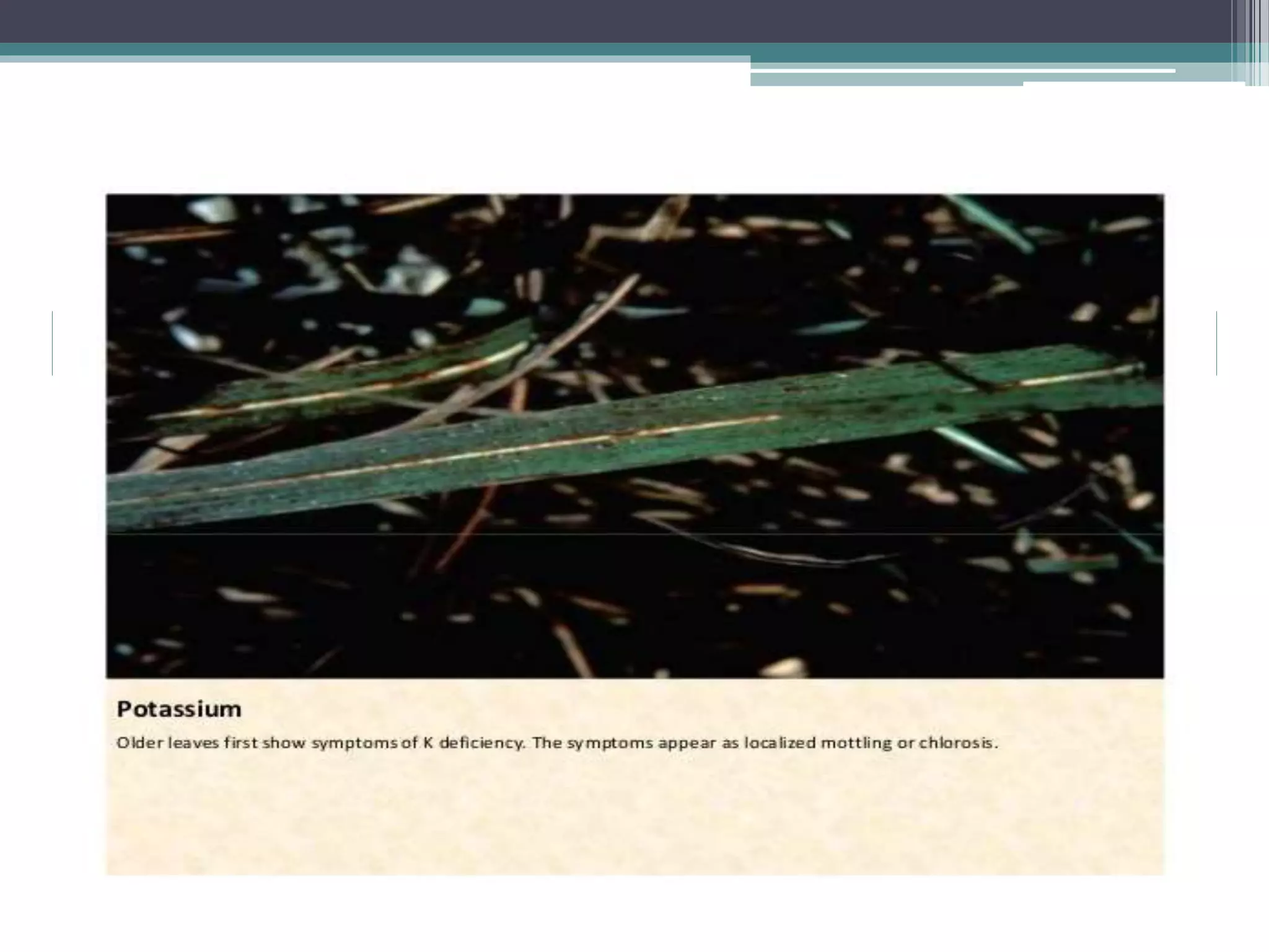 Sugarcane crop disorders A Lecture by Mr Allah Dad Khan