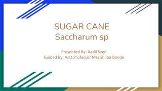 SUGAR CANE
Saccharum sp
Presented By: Aadil Syed
Guided By: Asst.Professor Mrs.Shilpa Bonde
 