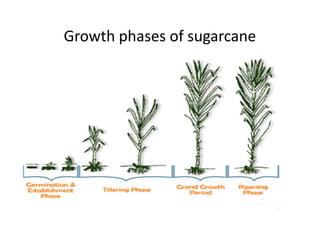 Growth phases of sugarcane
 
