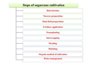 Steps of sugarcane cultivation
Bud selection
Nursery preparation
Main field preparation
Fertilizer application
TransplantingTransplanting
Intercropping
Weeding
Mulching
Organic method of cultivation
Water management
 