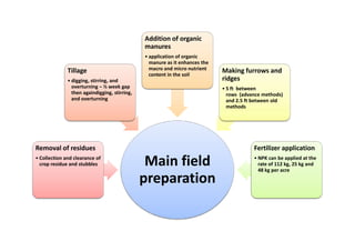 Tillage
• digging, stirring, and
overturning – ½ week gap
then againdigging, stirring,
and overturning
Addition of organic
manures
• application of organic
manure as it enhances the
macro and micro nutrient
content in the soil
Making furrows and
ridges
• 5 ft between
rows (advance methods)
and 2.5 ft between old
methods
Main field
preparation
Removal of residues
• Collection and clearance of
crop residue and stubbles
Fertilizer application
• NPK can be applied at the
rate of 112 kg, 25 kg and
48 kg per acre
 