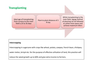Ideal age of transplanting
from nursery to the main
field is 25 to 35 days
Plant to plant distance of 2
ft has
While transplanting to the
main field, zigzag method
of planting can be followed
to utilize more space and
achieve maximum tillers
Transplanting
Intercropping
Intercropping in sugarcane with crops like wheat, potato, cowpea, french bean, chickpea,
water melon, brinjal etc. for the purpose of effective utilization of land, this practice will
reduce the weed growth up to 60% and give extra income to farmers.
 