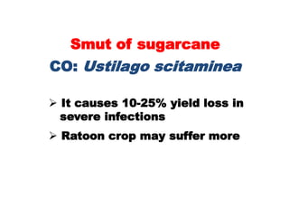 Smut of sugarcane
CO: Ustilago scitaminea
 It causes 10-25% yield loss in
severe infections
 Ratoon crop may suffer more
 