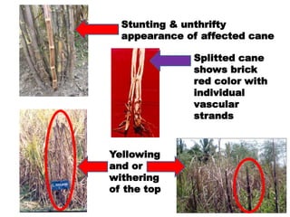 Stunting & unthrifty
appearance of affected cane
Splitted cane
shows brick
red color with
individual
vascular
strands
Yell...