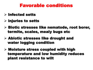 Favorable conditions
 Infected setts
 injuries to setts
 Biotic stresses like nematode, root borer,
termite, scales, me...