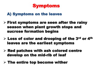 Symptoms
A) Symptoms on the leaves
 First symptoms are seen after the rainy
season when plant growth stops and
sucrose fo...