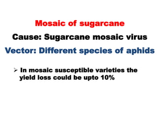 Mosaic of sugarcane
Cause: Sugarcane mosaic virus
Vector: Different species of aphids
 In mosaic susceptible varieties th...