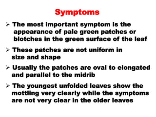 Symptoms
 The most important symptom is the
appearance of pale green patches or
blotches in the green surface of the leaf...