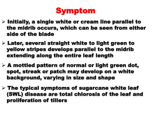 Symptom
 Initially, a single white or cream line parallel to
the midrib occurs, which can be seen from either
side of the...