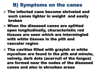 B) Symptoms on the canes
 The infected cane become shriveled and
such canes lighter in weight and easily
broken
 When th...