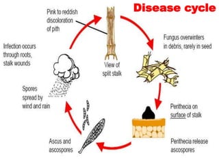 Disease cycle
 