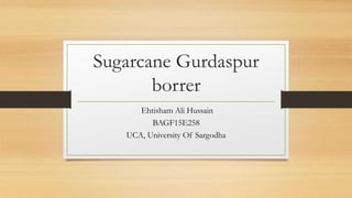 Sugarcane Gurdaspur
borrer
Ehtisham Ali Hussain
BAGF15E258
UCA, University Of Sargodha
 