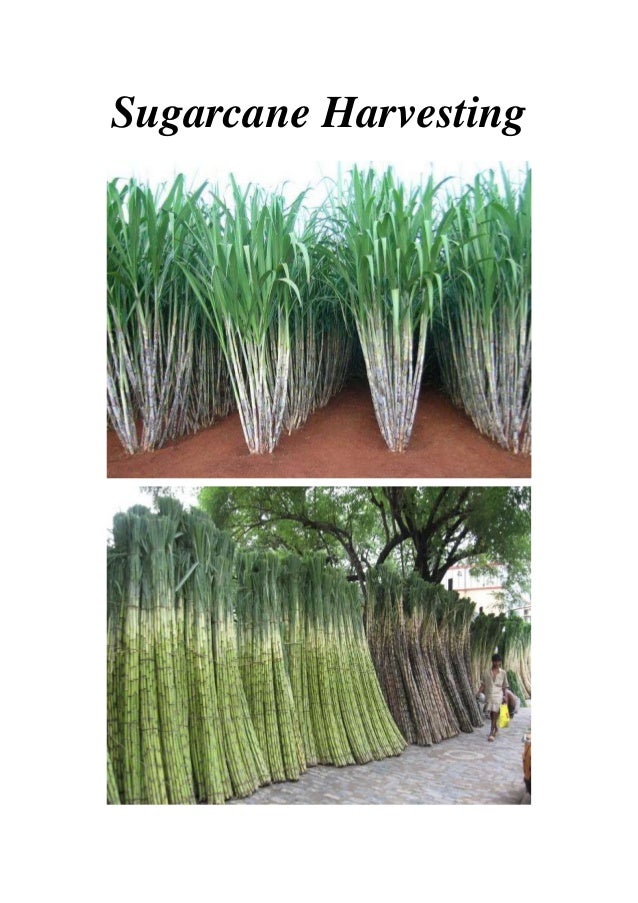 Hot Sale Sugarcane HarvesterMini Sugarcane Cutting Machine