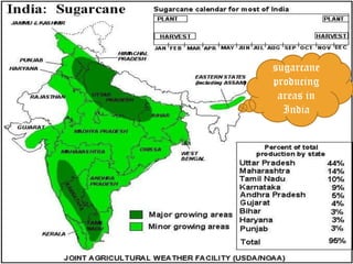 sugarcane
producing
areas in
India

 