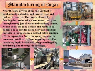 Manufacturing of sugar
After the cane arrives at the mill yards, it is
mechanically unloaded, and excessive soil and
rocks are removed. The cane is cleaned by
flooding the carrier with warm water ,that pass
through strong jets of water and combing drums.
At this point, the cane is clean and ready to be
milled. The vapors from one body can thus boil
the juice in the next one, a method called multipleeffect evaporation. Next, the syrupy solution is
vacuum-crystallized to form sugar crystals. The
remaining liquid is removed using centrifugaling
and drying, and the sugar is packaged.

 