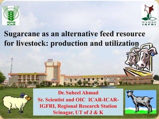 Sugarcane as an alternative feed resource
for livestock: production and utilization
Dr. Suheel Ahmad
Sr. Scientist and OIC ICAR-ICAR-
IGFRI, Regional Research Station
Srinagar, UT of J & K
 