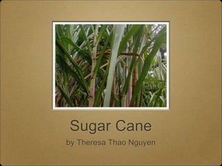 Sugar Cane
by Theresa Thao Nguyen
 