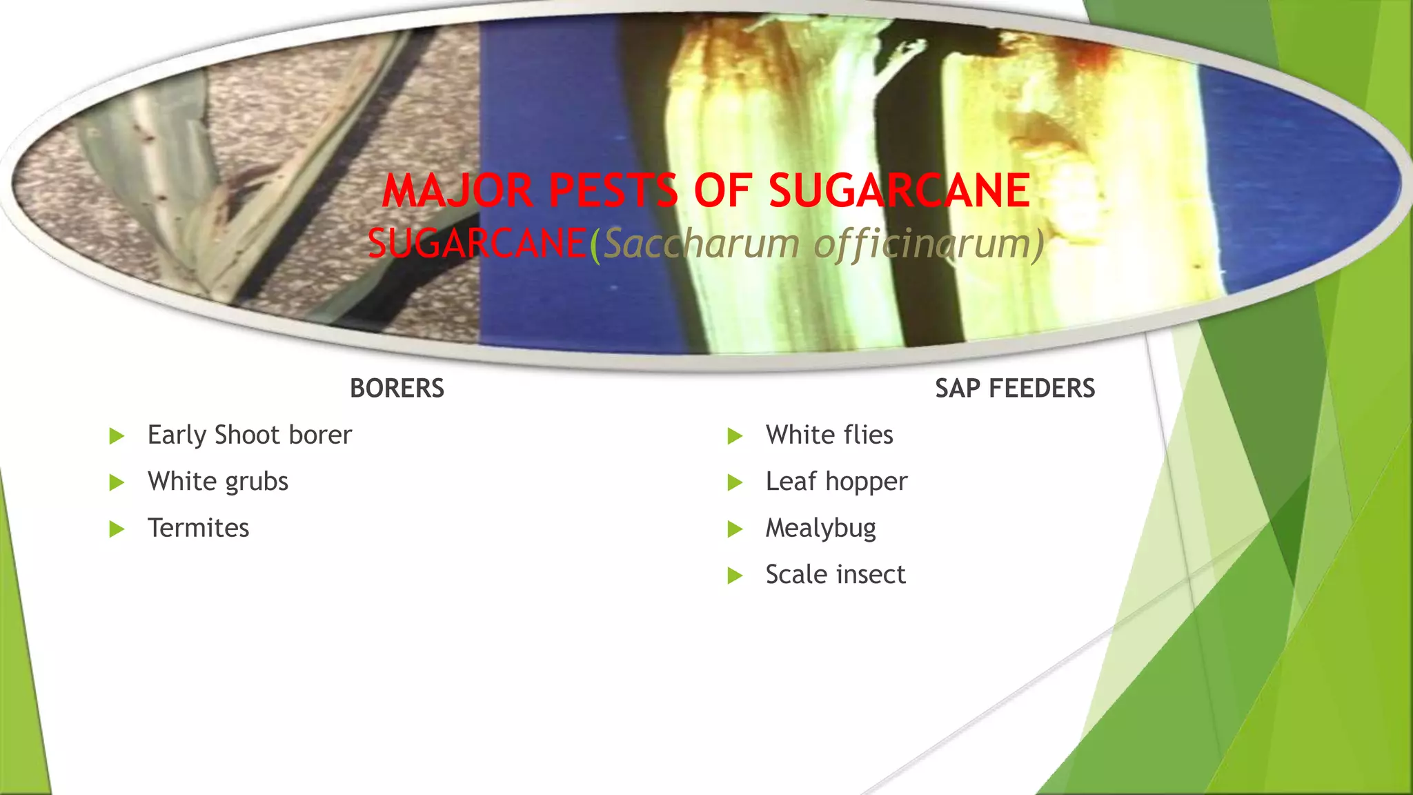 Major Pests of Sugarcane and Their Management PPT