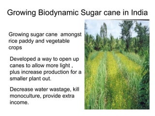 Growing Biodynamic Sugar cane in India
Growing sugar cane amongst
rice paddy and vegetable
crops
Developed a way to open up
canes to allow more light ,
plus increase production for a
smaller plant out.
Decrease water wastage, kill
monoculture, provide extra
income.
 