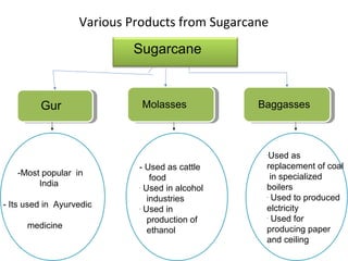 Various Products from Sugarcane
Sugarcane
Gur Molasses Baggasses
-Most popular in
India
- Its used in Ayurvedic
medicine
- Used as cattle
food
-
Used in alcohol
industries
-
Used in
production of
ethanol
-
Used as
replacement of coal
in specialized
boilers
-
Used to produced
elctricity
-
Used for
producing paper
and ceiling
 