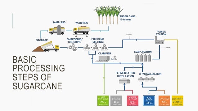 Diagram Of Sugar Cane Process A Digram Sugar Production Roya diagram-of-sugar-cane-process-a-digram-sugar-production-roya