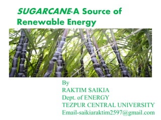 SUGARCANE-A Source of
Renewable Energy
By
RAKTIM SAIKIA
Dept. of ENERGY
TEZPUR CENTRAL UNIVERSITY
Email-saikiaraktim2597@gmail.com
 