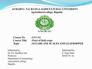 ACHARYA N.G RANGAAGRICULTURAL UNIVERSITY
Agricultural college, Bapatla
Course No : ENT 511
Course Title : Pests of field crops
Topic : SUGARCANE SCALES AND LEAFHOPPER
Submitted to,
Dr. Ch. Sandhya rani
Professor
Department of entomology
Agricultural college
Bapatla.
Submitted by,
P. Vijay babu
BAM 18- 41.
 