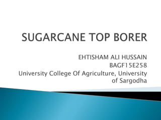EHTISHAM ALI HUSSAIN
BAGF15E258
University College Of Agriculture, University
of Sargodha
 