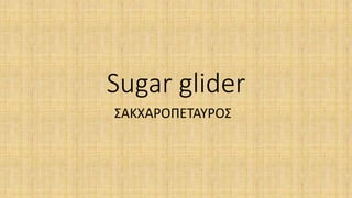 Sugar glider
ΣΑΚXAΡΟΠΕΤΑΥΡΟΣ
 