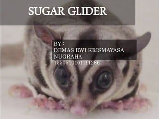 SUGAR GLIDER
BY :
DEMAS DWI KRISMAYASA
NUGRAHA
1550510101111286