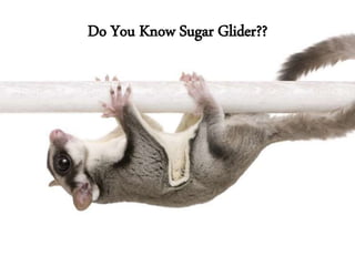Do You Know Sugar Glider??