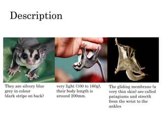Description
They are silvery blue
grey in colour
(dark stripe on back)
very light (100 to 160g),
their body length is
around 200mm.
The gliding membrane (a
very thin skin) are called
patagiums and strecth
from the wrist to the
ankles
