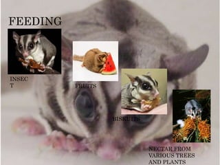 FEEDING
INSEC
T
NECTAR FROM
VARIOUS TREES
AND PLANTS
FRUITS
BISKUITS