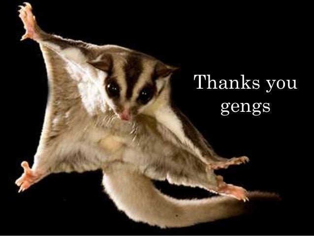 Sugar Glider Presentation