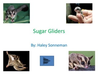 Sugar Gliders

By: Haley Sonneman


      Next
      Page
 