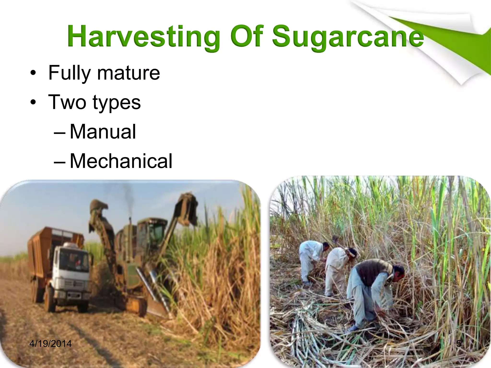 Harvesting Of Sugarcane
• Fully mature
• Two types
– Manual
– Mechanical
4/19/2014 5
 