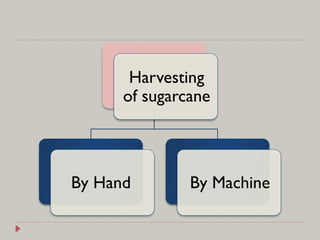 Harvesting
of sugarcane
By Hand By Machine
 