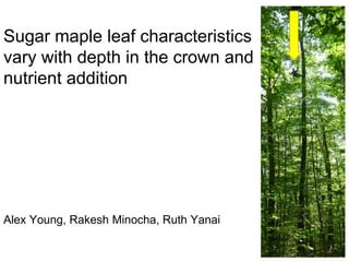 Sugar maple leaf characteristics
vary with depth in the crown and
nutrient addition
Alex Young, Rakesh Minocha, Ruth Yanai
 