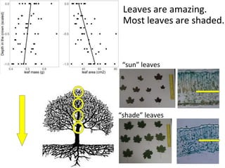 Leaves are amazing.
Most leaves are shaded.
“sun” leaves
“shade” leaves
 